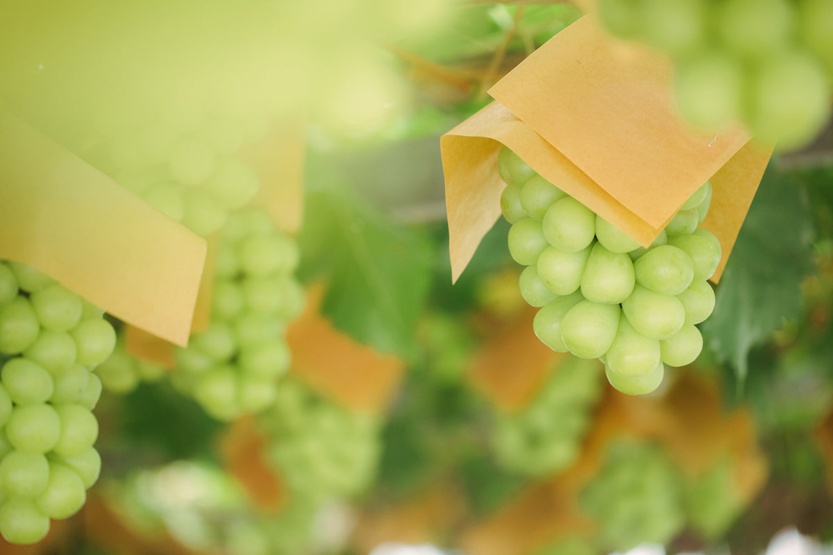 all – マスカットジパング公式ショップ | Muscat ZIPANGU Official Shop